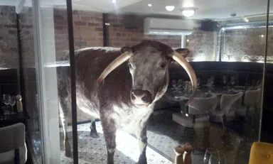 There's a cow eating in this restaurant. NOPE! Just Chuck Testa.